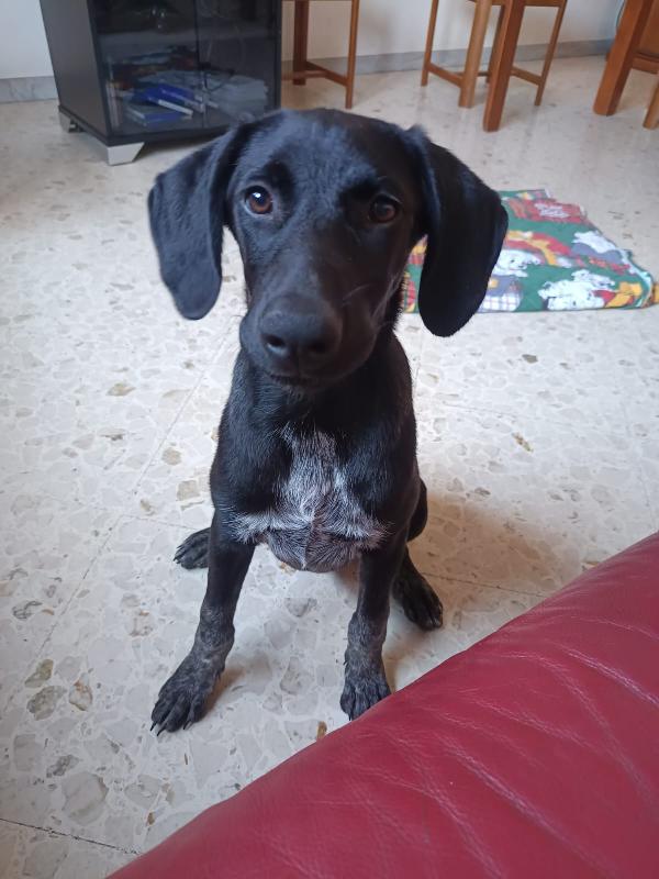 Dolcissima mix segugio 8 mesi Foto 3